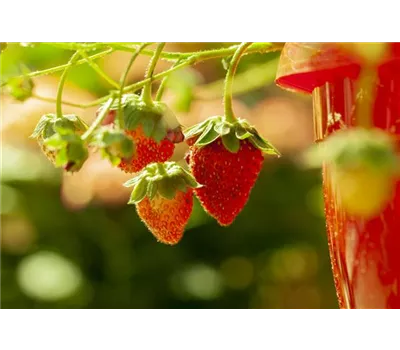 Fragaria vesca 'Lucky Berry'® - 4-Monatserdbeere 'Lucky Berry'® Fragaria vesca 'Lucky Berry'® - 4-Monatserdbeere 'Lucky Berry'®