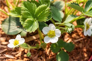 Fragaria vesca 'Lucky Berry'® - 4-Monatserdbeere 'Lucky Berry'® Fragaria vesca 'Lucky Berry'® - 4-Monatserdbeere 'Lucky Berry'®