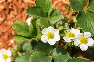 Fragaria vesca 'Lucky Berry'® - 4-Monatserdbeere 'Lucky Berry'® Fragaria vesca 'Lucky Berry'® - 4-Monatserdbeere 'Lucky Berry'®