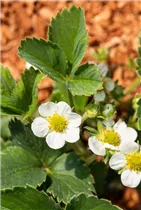 Fragaria vesca 'Lucky Berry'® - 4-Monatserdbeere 'Lucky Berry'® Fragaria vesca 'Lucky Berry'® - 4-Monatserdbeere 'Lucky Berry'®