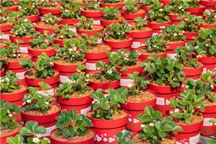 Fragaria vesca 'Lucky Berry'® - 4-Monatserdbeere 'Lucky Berry'® Fragaria vesca 'Lucky Berry'® - 4-Monatserdbeere 'Lucky Berry'®