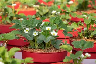 Fragaria vesca 'Lucky Berry'® - 4-Monatserdbeere 'Lucky Berry'® Fragaria vesca 'Lucky Berry'® - 4-Monatserdbeere 'Lucky Berry'®