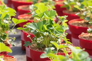 Fragaria vesca 'Lucky Berry'® - 4-Monatserdbeere 'Lucky Berry'® Fragaria vesca 'Lucky Berry'® - 4-Monatserdbeere 'Lucky Berry'®