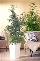 Ficus benjamina 'Golden King' - Birken-Feige 'Golden King' Ficus benjamina 'Golden King' - Birken-Feige 'Golden King'