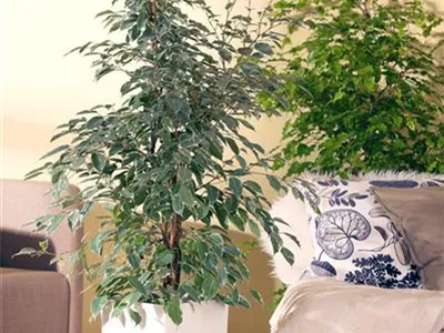 Ficus benjamina 'Golden King' - Birken-Feige 'Golden King' Ficus benjamina 'Golden King' - Birken-Feige 'Golden King'