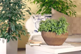 Ficus benjamina 'Kinky' - Birken-Feige 'Kinky' Ficus benjamina 'Kinky' - Birken-Feige 'Kinky'
