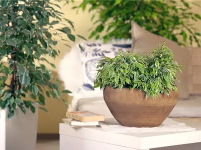 Ficus benjamina 'Kinky' - Birken-Feige 'Kinky' Ficus benjamina 'Kinky' - Birken-Feige 'Kinky'