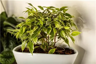 Ficus benjamina 'Kinky' - Birken-Feige 'Kinky' Ficus benjamina 'Kinky' - Birken-Feige 'Kinky'
