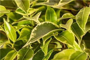 Ficus benjamina 'Kinky' - Birken-Feige 'Kinky' Ficus benjamina 'Kinky' - Birken-Feige 'Kinky'