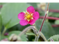 Fragaria vesca 'Red Ruby' - Walderdbeere Fragaria vesca 'Red Ruby' - Walderdbeere