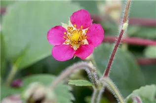 Fragaria vesca 'Red Ruby' - Walderdbeere Fragaria vesca 'Red Ruby' - Walderdbeere