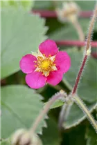 Fragaria vesca 'Red Ruby' - Walderdbeere Fragaria vesca 'Red Ruby' - Walderdbeere