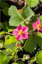 Fragaria vesca 'Red Ruby' - Walderdbeere Fragaria vesca 'Red Ruby' - Walderdbeere