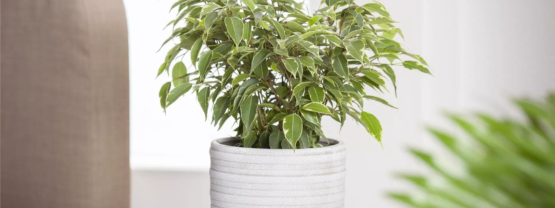 Ficus benjamina