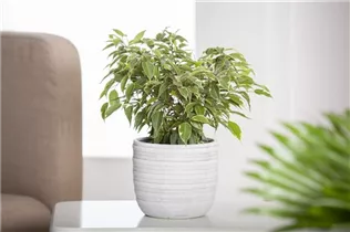 Ficus benjamina 'Natasja' - Birken-Feige 'Natasja' Ficus benjamina 'Natasja' - Birken-Feige 'Natasja'