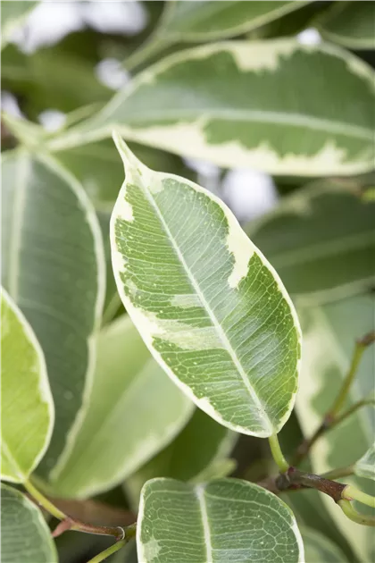 Birken-Feige 'Natasja', Ficus benjamina 'Natasja'