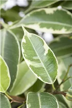 Ficus benjamina 'Natasja' - Birken-Feige 'Natasja' Ficus benjamina 'Natasja' - Birken-Feige 'Natasja'