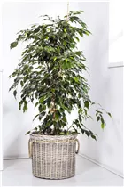 Ficus benjamina 'Natasja' - Birken-Feige 'Natasja' Ficus benjamina 'Natasja' - Birken-Feige 'Natasja'