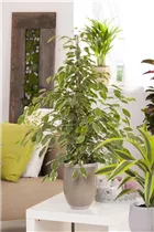 Ficus benjamina 'Natasja' - Birken-Feige 'Natasja' Ficus benjamina 'Natasja' - Birken-Feige 'Natasja'