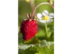 Fragaria vesca var. semperflorens - Monats-Erdbeere Fragaria vesca var. semperflorens - Monats-Erdbeere