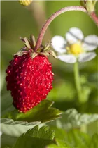 Fragaria vesca var. semperflorens - Monats-Erdbeere Fragaria vesca var. semperflorens - Monats-Erdbeere