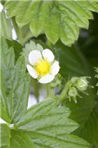 Fragaria vesca var. semperflorens - Monats-Erdbeere Fragaria vesca var. semperflorens - Monats-Erdbeere