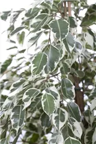 Ficus benjamina 'Twilight' - Birken-Feige 'Twilight' Ficus benjamina 'Twilight' - Birken-Feige 'Twilight'