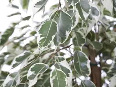 Ficus benjamina 'Twilight' - Birken-Feige 'Twilight' Ficus benjamina 'Twilight' - Birken-Feige 'Twilight'