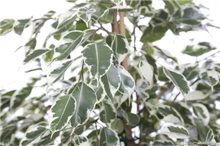 Ficus benjamina 'Twilight' - Birken-Feige 'Twilight' Ficus benjamina 'Twilight' - Birken-Feige 'Twilight'