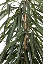 Ficus binnendijkii - Langblättrige Feige Ficus binnendijkii - Langblättrige Feige