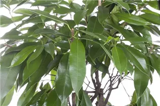 Ficus binnendijkii 'Amstel King' - Schmalblättriger Gummibaum 'Amstel King' Ficus binnendijkii 'Amstel King' - Schmalblättriger Gummibaum 'Amstel King'