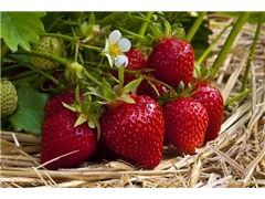 Fragaria vesca var. semperflorens 'Ostara' - Garten-Monats-Erdbeere 'Ostara' Fragaria vesca var. semperflorens 'Ostara' - Garten-Monats-Erdbeere 'Ostara'