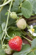 Fragaria x ananassa - Garten-Erdbeere Fragaria x ananassa - Garten-Erdbeere