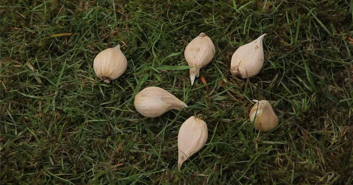 - Netzblatt-Schwertlilie - Blumenzwiebeln einpflanzen