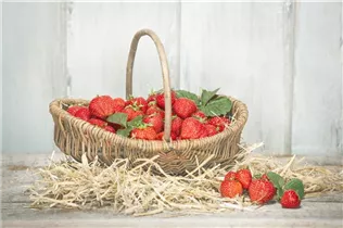 Fragaria x ananassa - Garten-Erdbeere Fragaria x ananassa - Garten-Erdbeere