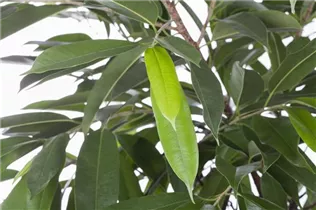 Ficus binnendijkii 'Amstel King' - Schmalblättriger Gummibaum 'Amstel King' Ficus binnendijkii 'Amstel King' - Schmalblättriger Gummibaum 'Amstel King'
