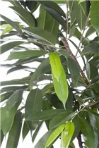 Ficus binnendijkii 'Amstel King' - Schmalblättriger Gummibaum 'Amstel King' Ficus binnendijkii 'Amstel King' - Schmalblättriger Gummibaum 'Amstel King'