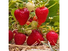 Fragaria x ananassa 'Clery' - Erdbeere 'Clery' Fragaria x ananassa 'Clery' - Erdbeere 'Clery'