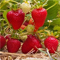 Fragaria x ananassa 'Clery' - Erdbeere 'Clery' Fragaria x ananassa 'Clery' - Erdbeere 'Clery'