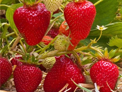 Fragaria x ananassa 'Clery' - Erdbeere 'Clery' Fragaria x ananassa 'Clery' - Erdbeere 'Clery'