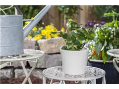 Fragaria x ananassa 'Delizz'® - Erdbeere 'Merci® Delizz®' Fragaria x ananassa 'Delizz'® - Erdbeere 'Merci® Delizz®'
