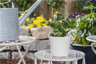 Fragaria x ananassa 'Delizz'® - Erdbeere 'Merci® Delizz®' Fragaria x ananassa 'Delizz'® - Erdbeere 'Merci® Delizz®'