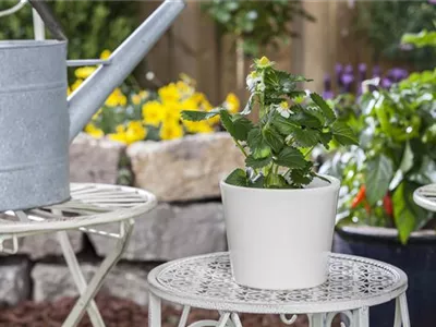 Fragaria x ananassa 'Delizz'® - Erdbeere 'Merci® Delizz®' Fragaria x ananassa 'Delizz'® - Erdbeere 'Merci® Delizz®'