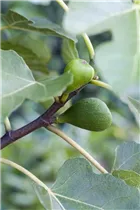 Ficus carica 'Helvetica' - Feige 'Helvetica'