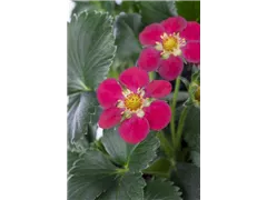 Fragaria x ananassa 'Fragoo® Toscana' - Erdbeere 'Fragoo® Toscana' Fragaria x ananassa 'Fragoo® Toscana' - Erdbeere 'Fragoo® Toscana'