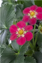 Fragaria x ananassa 'Fragoo® Toscana' - Erdbeere 'Fragoo® Toscana' Fragaria x ananassa 'Fragoo® Toscana' - Erdbeere 'Fragoo® Toscana'