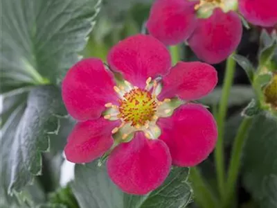Fragaria x ananassa 'Fragoo® Toscana' - Erdbeere 'Fragoo® Toscana' Fragaria x ananassa 'Fragoo® Toscana' - Erdbeere 'Fragoo® Toscana'