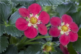 Fragaria x ananassa 'Fragoo® Toscana' - Erdbeere 'Fragoo® Toscana' Fragaria x ananassa 'Fragoo® Toscana' - Erdbeere 'Fragoo® Toscana'