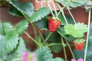 Fragaria x ananassa 'Fragoo® Toscana' - Erdbeere 'Fragoo® Toscana' Fragaria x ananassa 'Fragoo® Toscana' - Erdbeere 'Fragoo® Toscana'