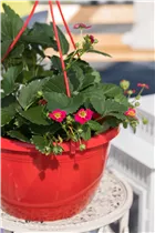 Fragaria x ananassa 'Fragoo® Toscana' - Erdbeere 'Fragoo® Toscana' Fragaria x ananassa 'Fragoo® Toscana' - Erdbeere 'Fragoo® Toscana'
